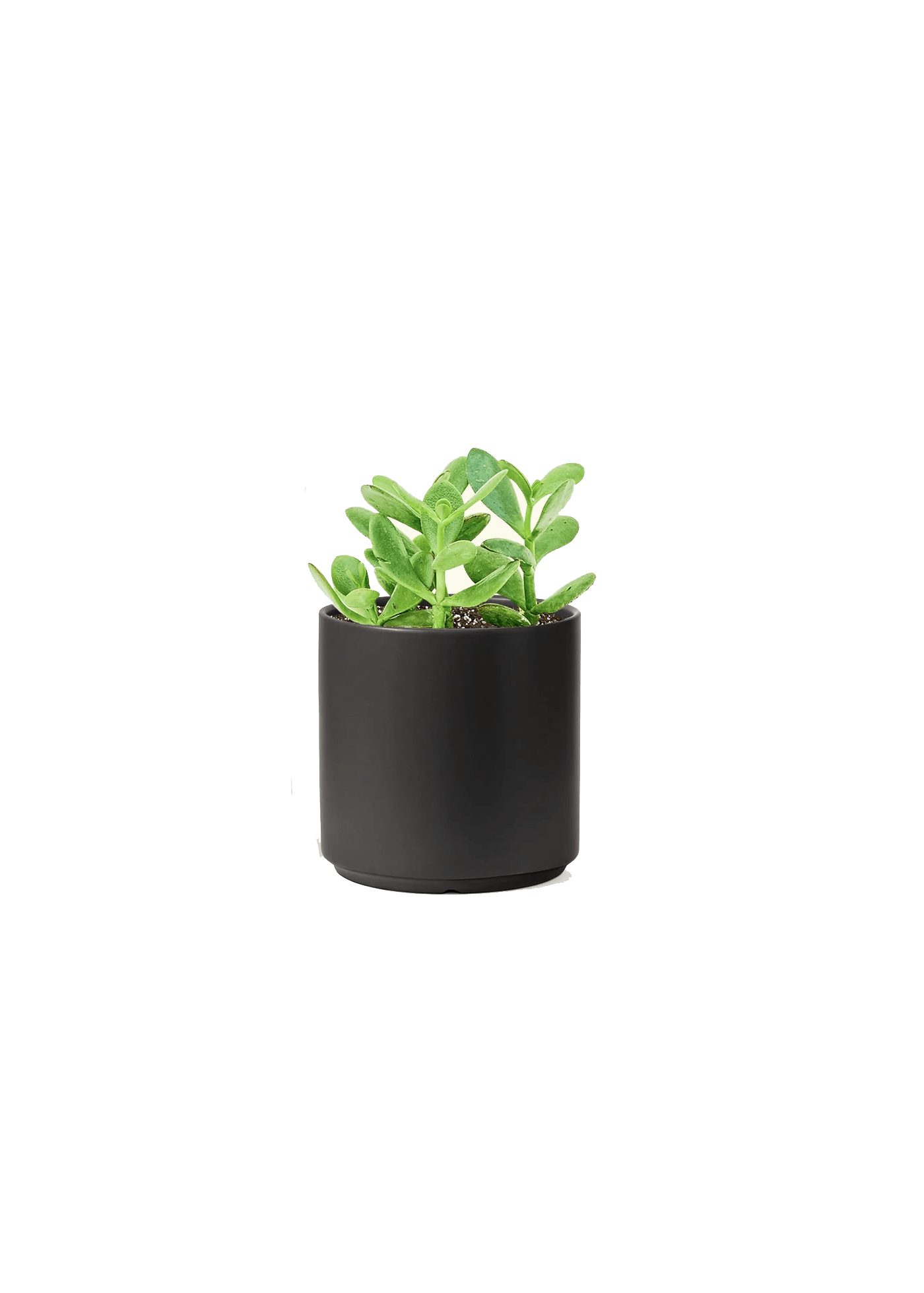 jade plant shopping Custom Rooted Jade Plant | Corporate Gifts