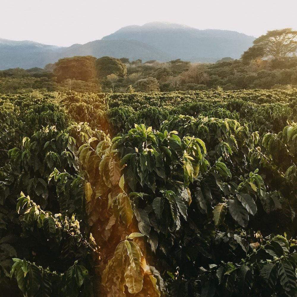 Brazil Fazenda Irmãs Pereira - Ozo Coffee