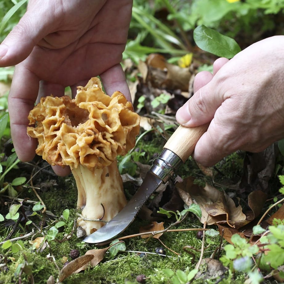 Custom Opinel No. 08 Mushroom Knife with Brush - Corporate Gifts