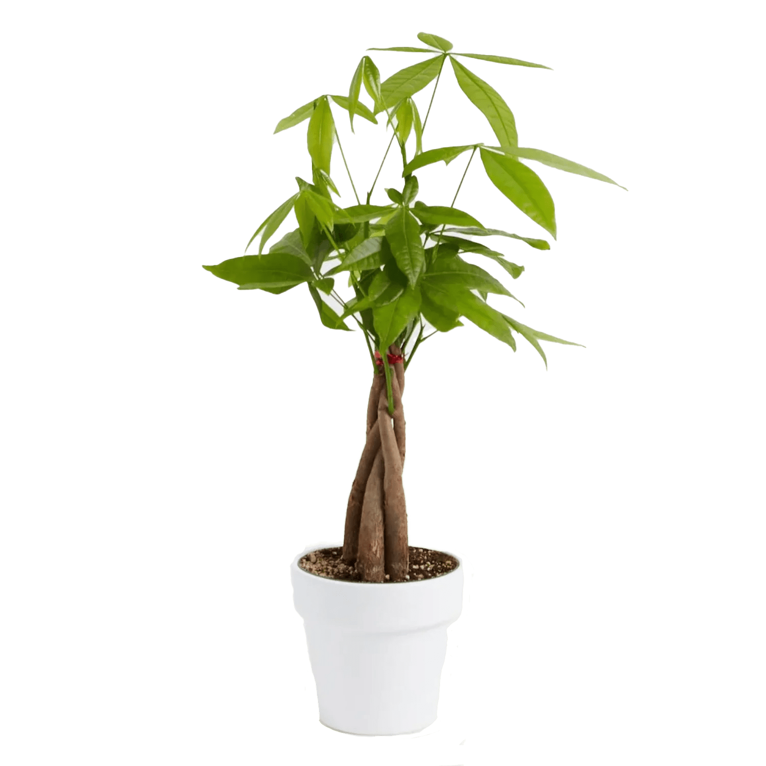 Custom Lively Root Money Tree Kit