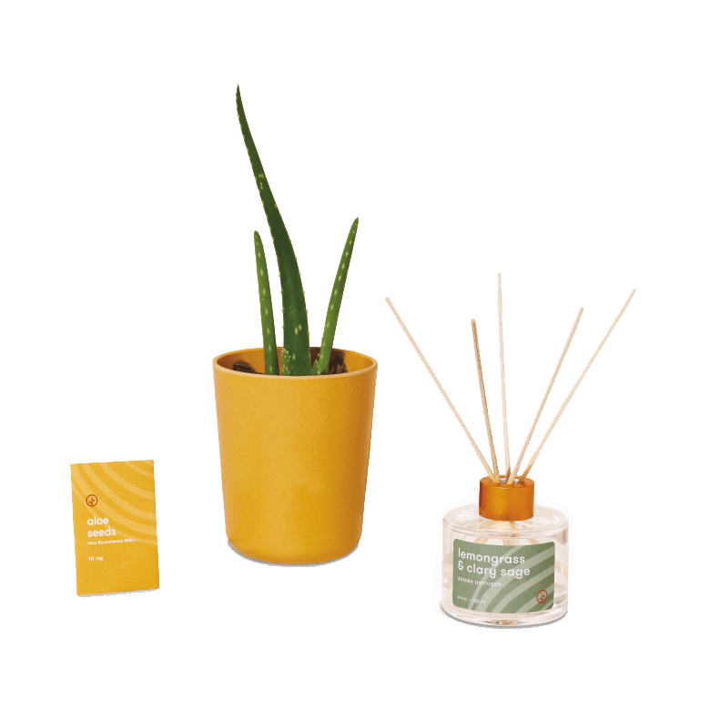 Custom Modern Sprout Take Care Kit