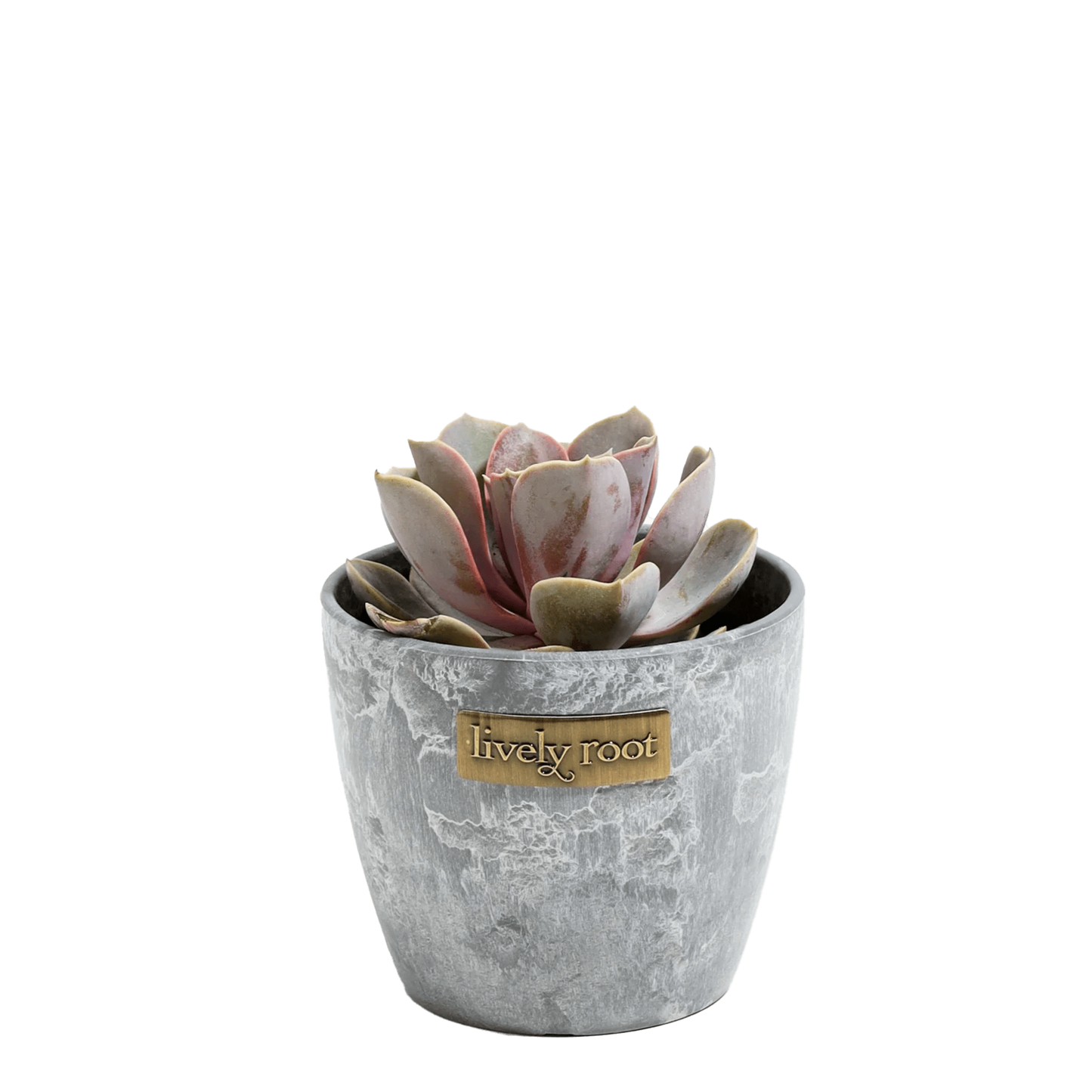 Earl Grey Custom Lively Roots Echeveria Rose Succulent Plant Kit